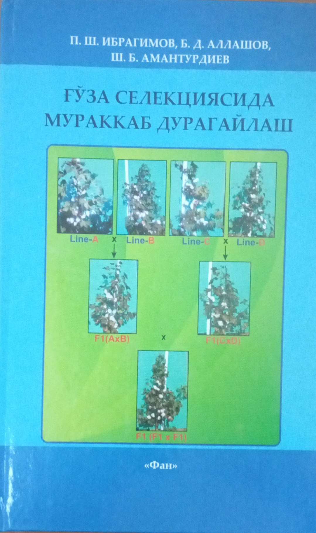 Ғўза селекциясида мураккаб дурагайлаш