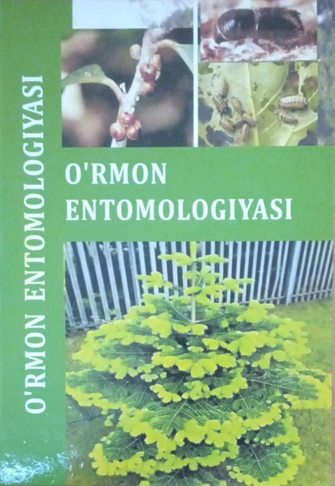 O`rmon entomologiyasi