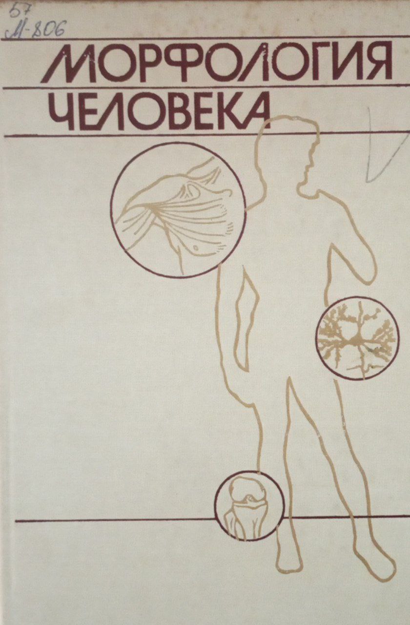 Морфология человека