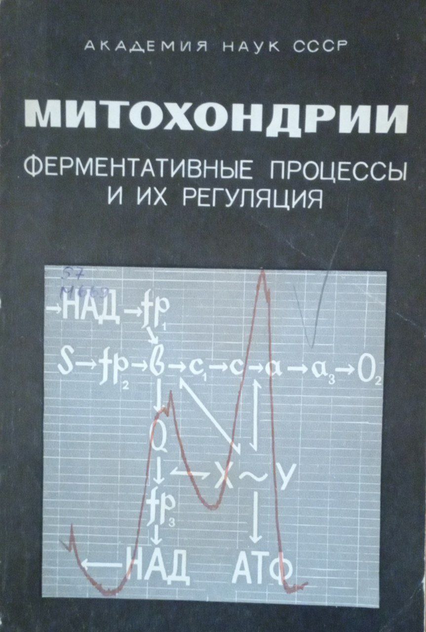 Митохондрии. Ферментативные процессы и их регуляция