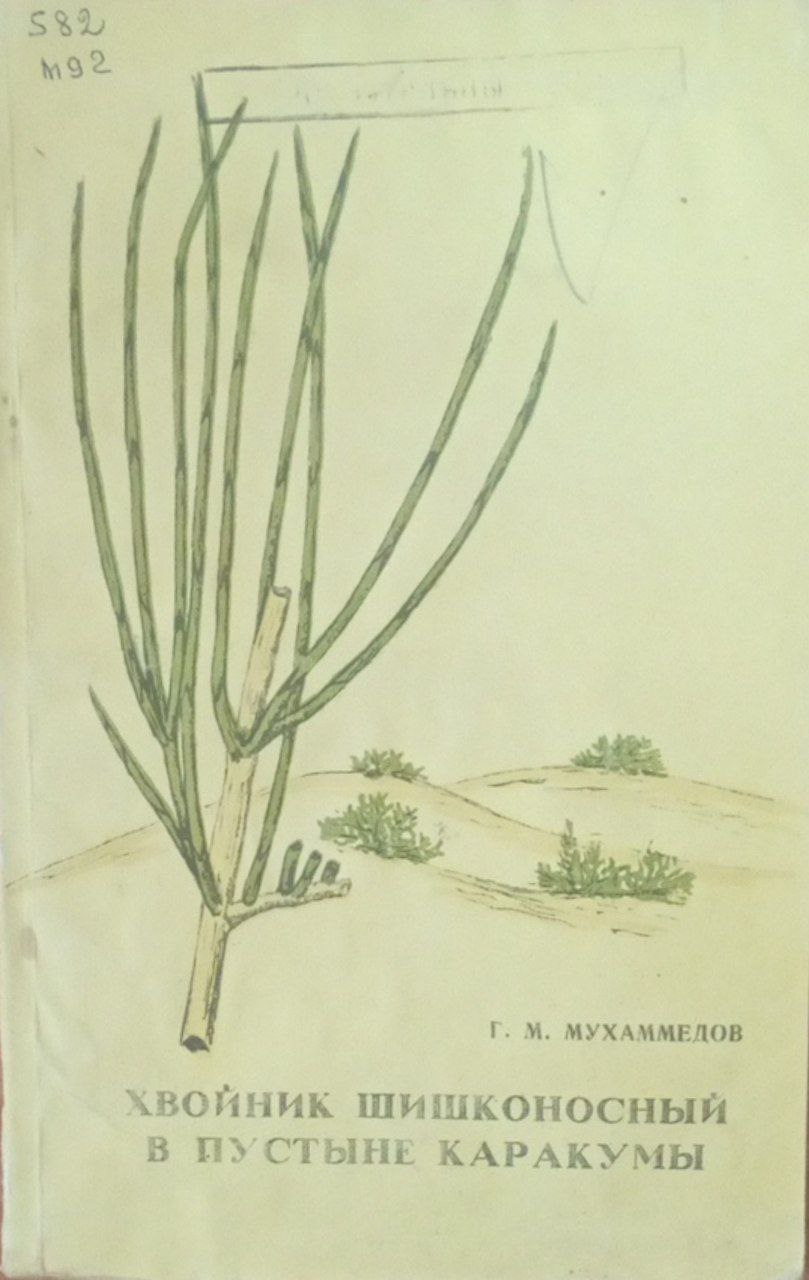 Хвойник шишконосный в пустыне Каракумы