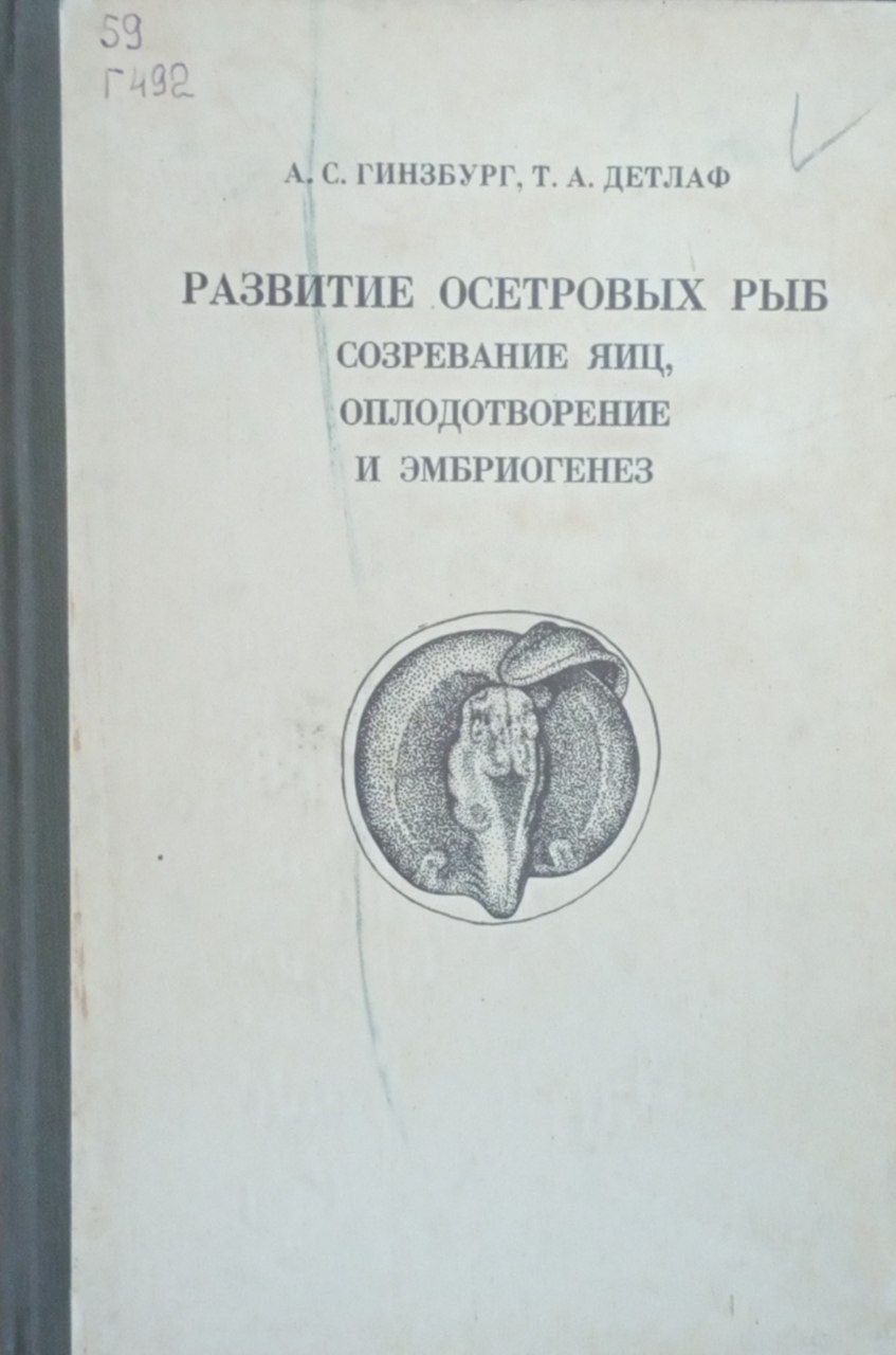 Развитие осетровых рыб созревание яиц, оплодотворение и эмбриогенез