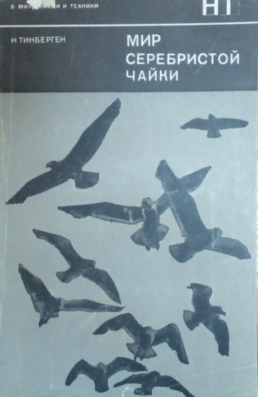 Мир серебристой чайки