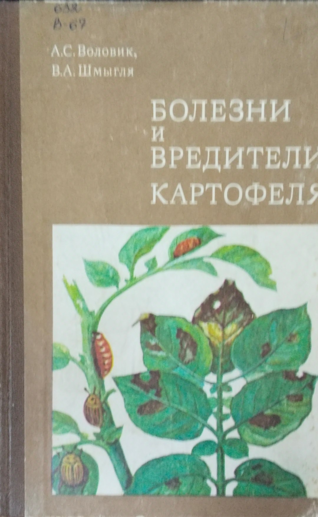 Болезни и вредители картофеля