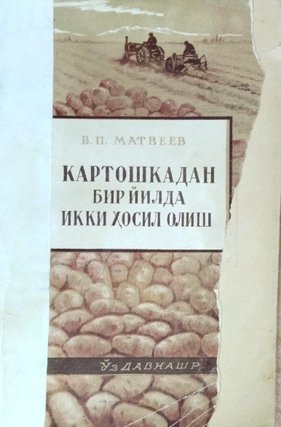 Картошкадан бир йилда икки ҳосил олиш