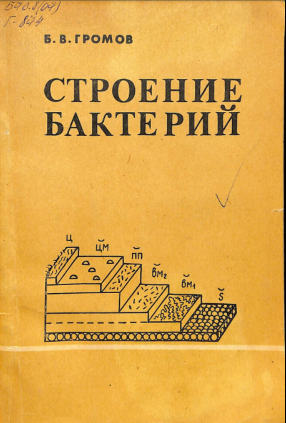 Строение бактерий