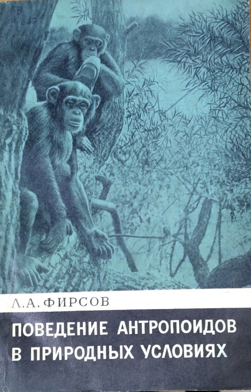 Поведение антропоидов в природных условиях