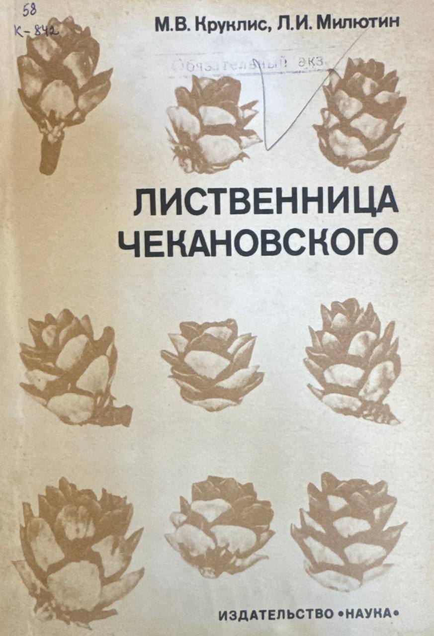 Лиственница Чекановского