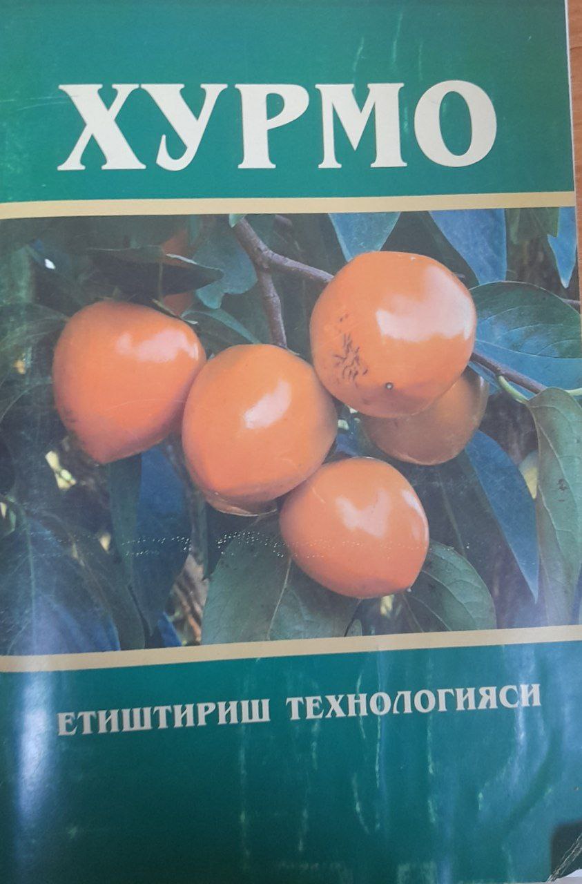 Хурмо етиштириш технологияси