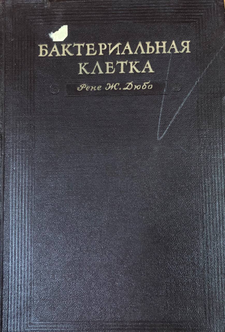 Бактериальная клетка