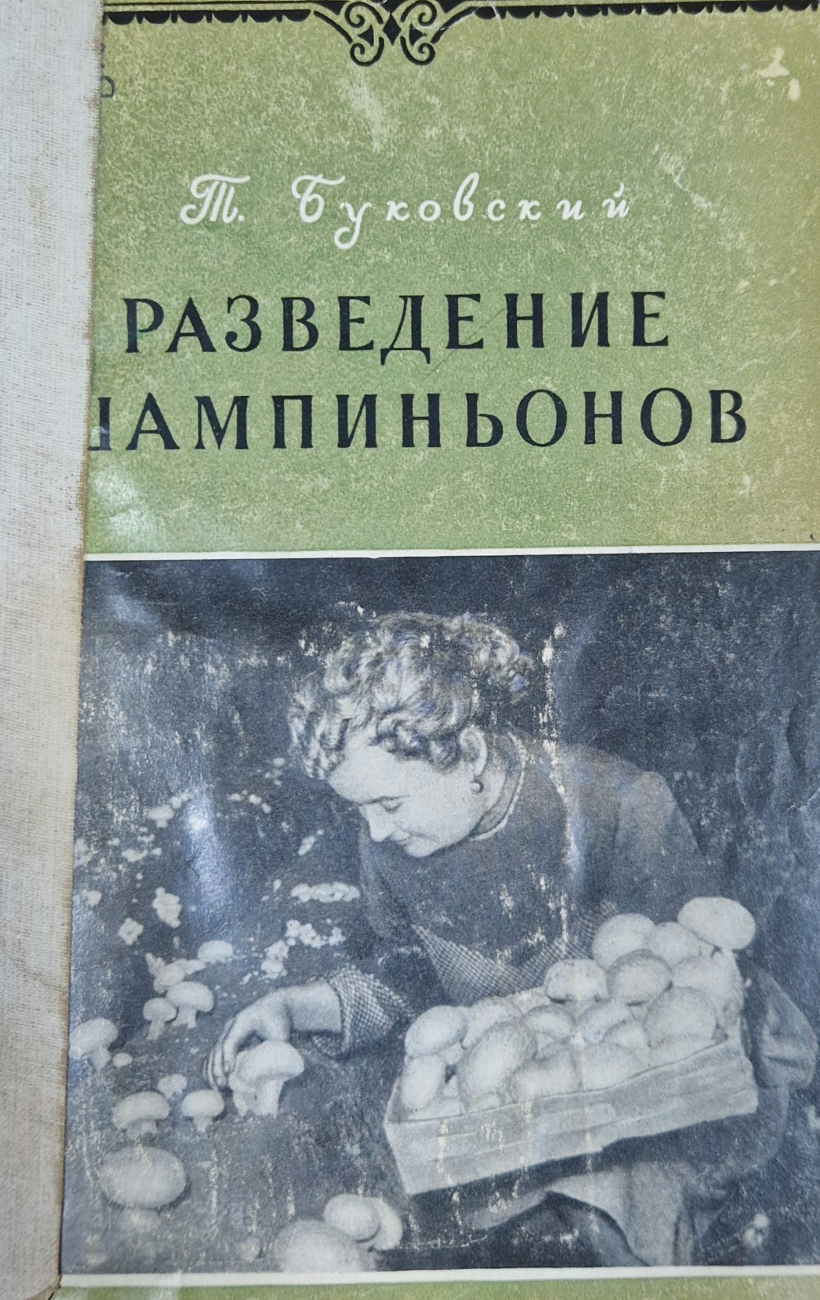 Разведение шампиньонов