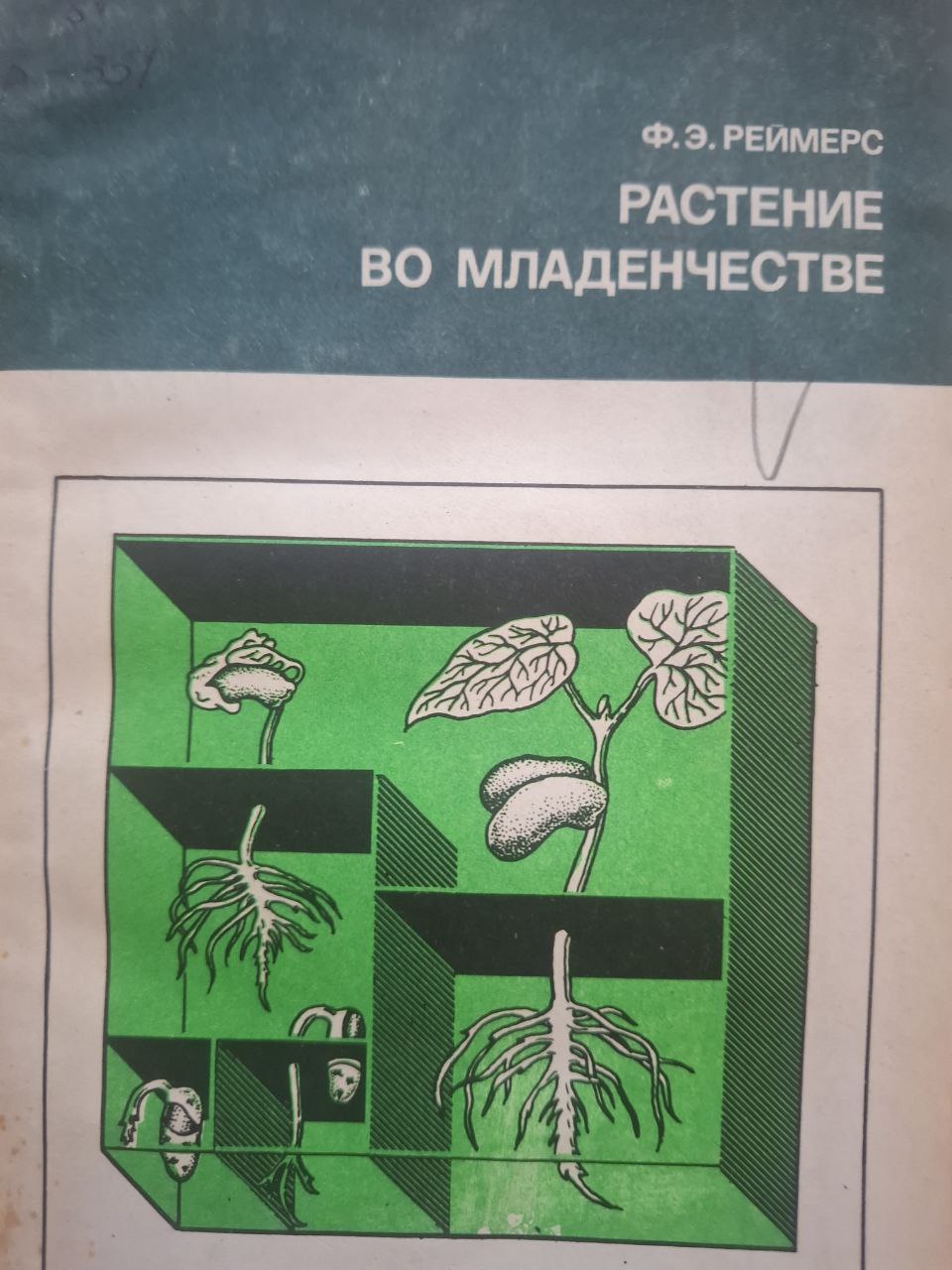 Растение во младенчестве