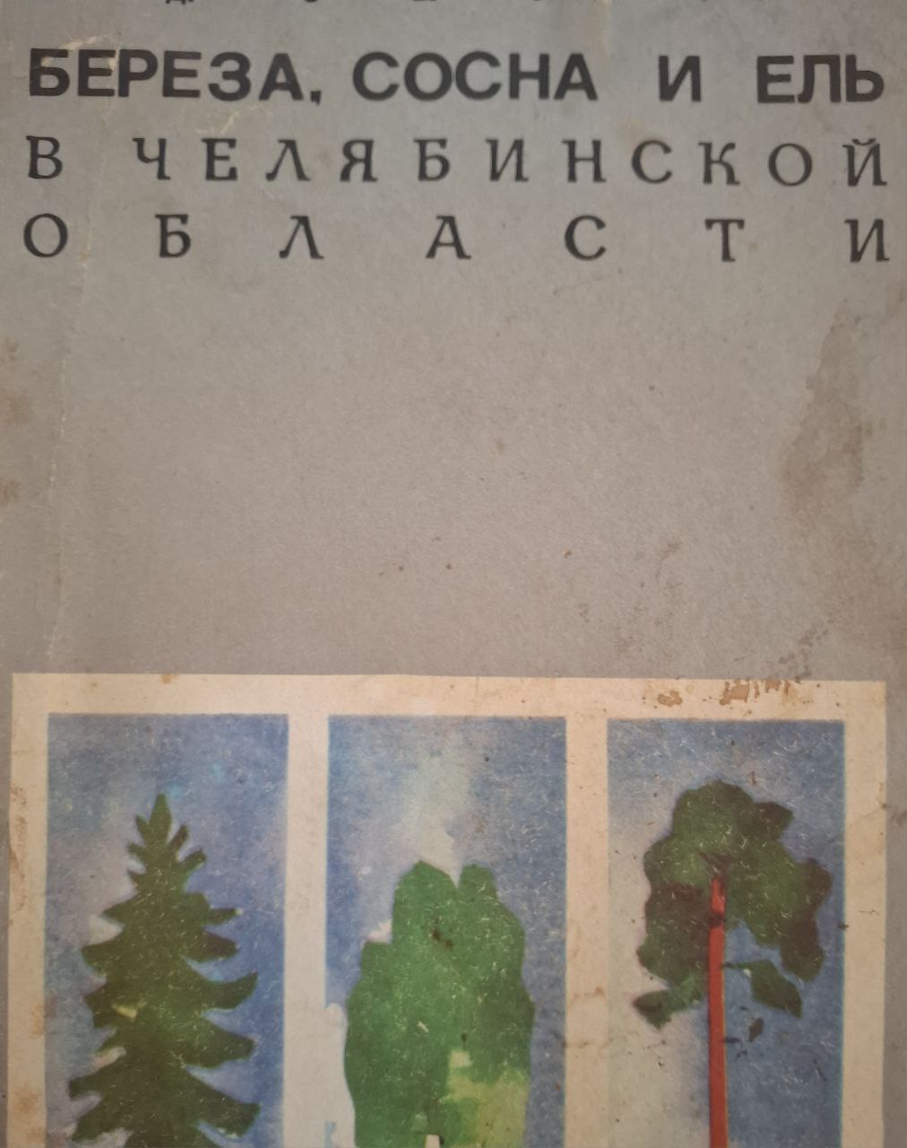Береза, сосна и ель в Челябинской области.