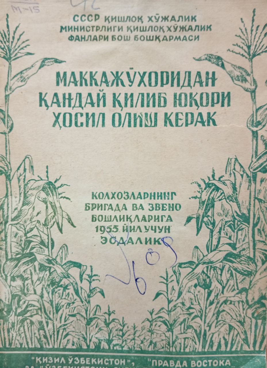 Маккажўхоридан қандай қилиб юқори ҳосил олиш керак