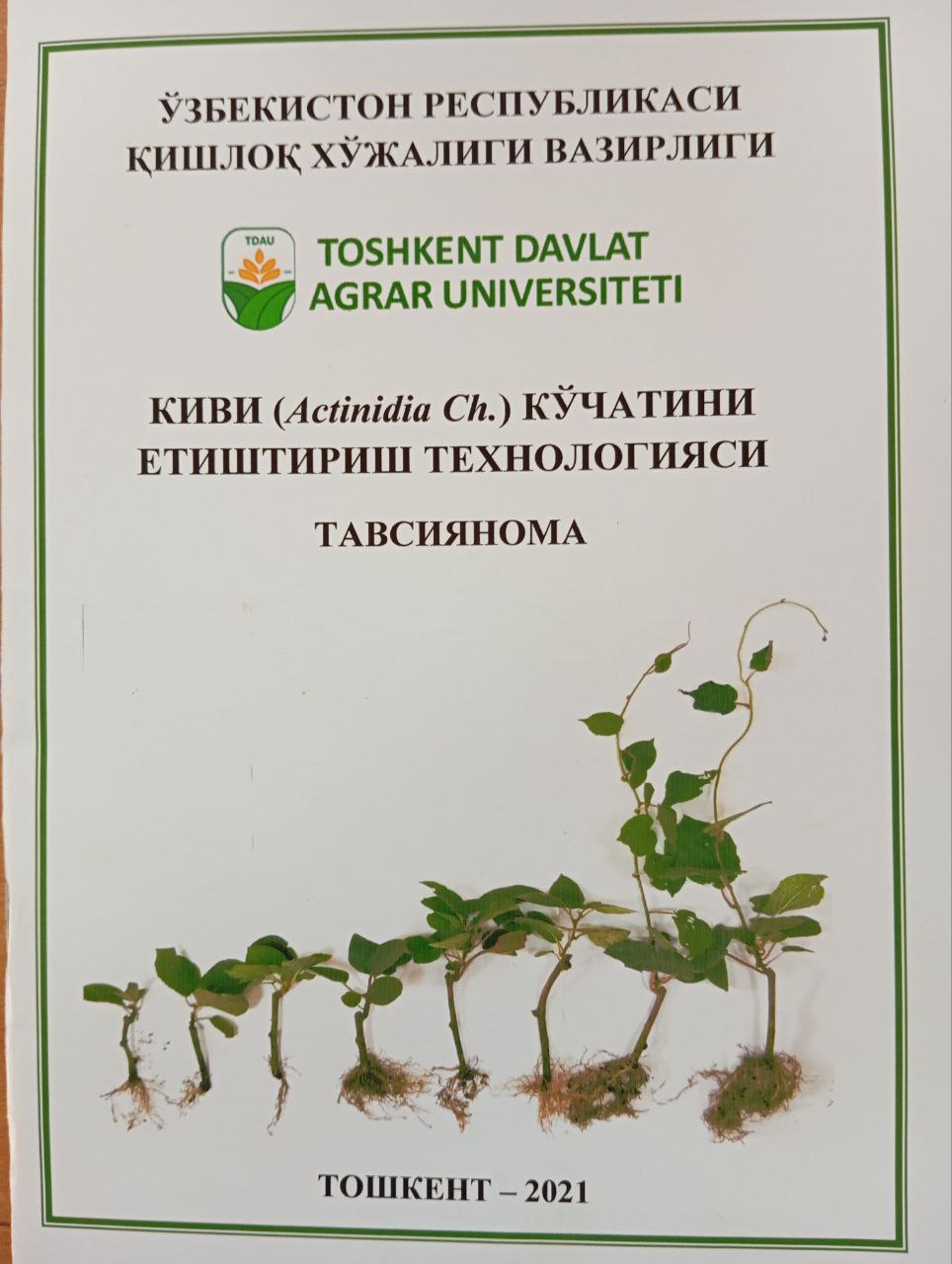 Киви (Actinidia) кўчатини етиштириш технологияси