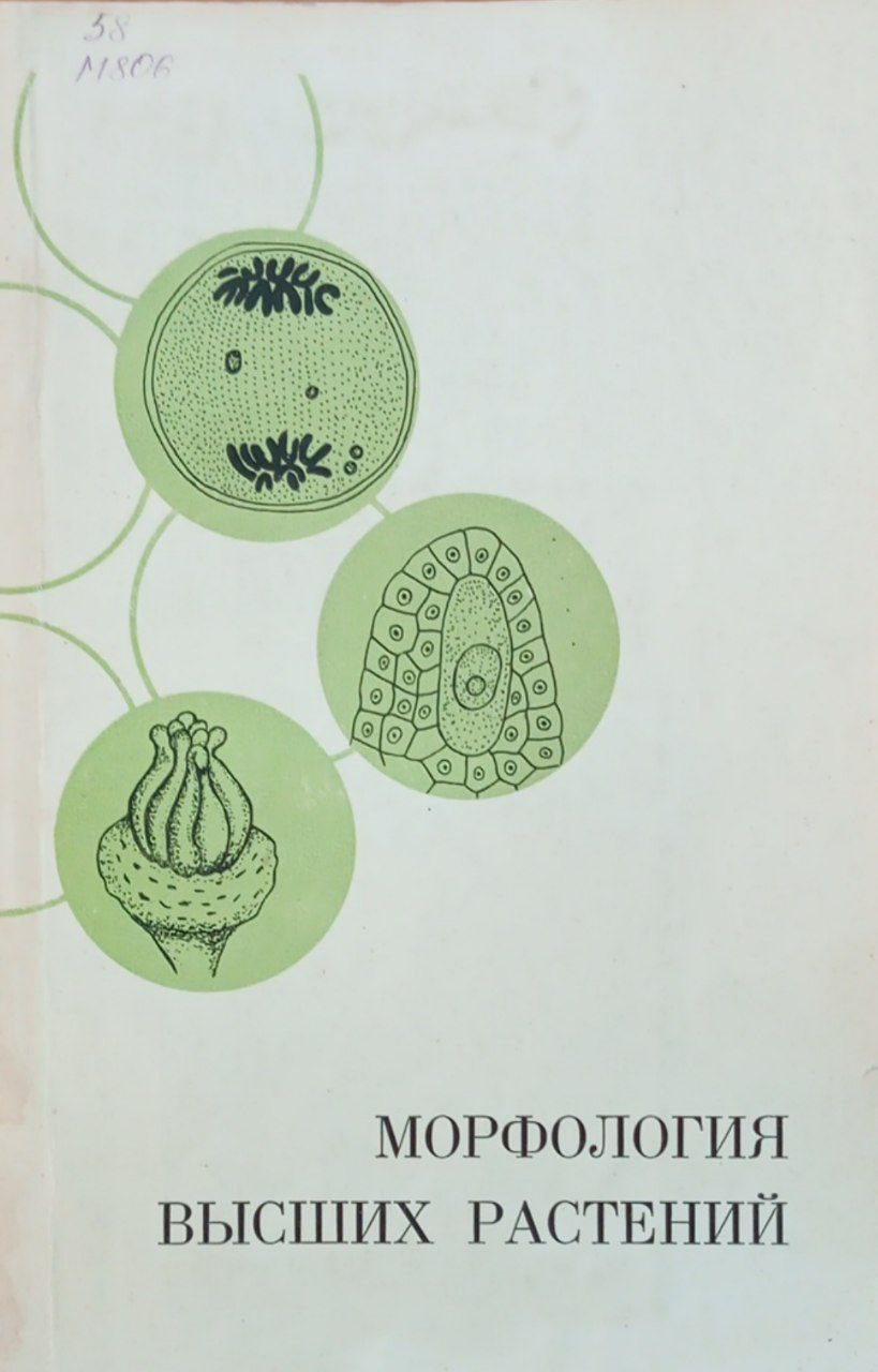 Морфология высших растений