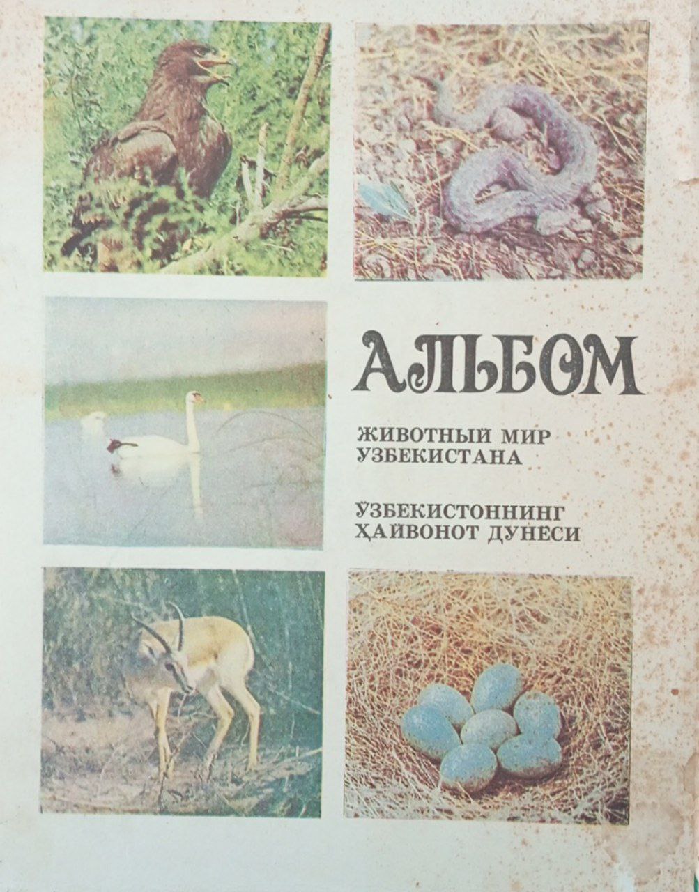 Альбом животный мир Узбекистана