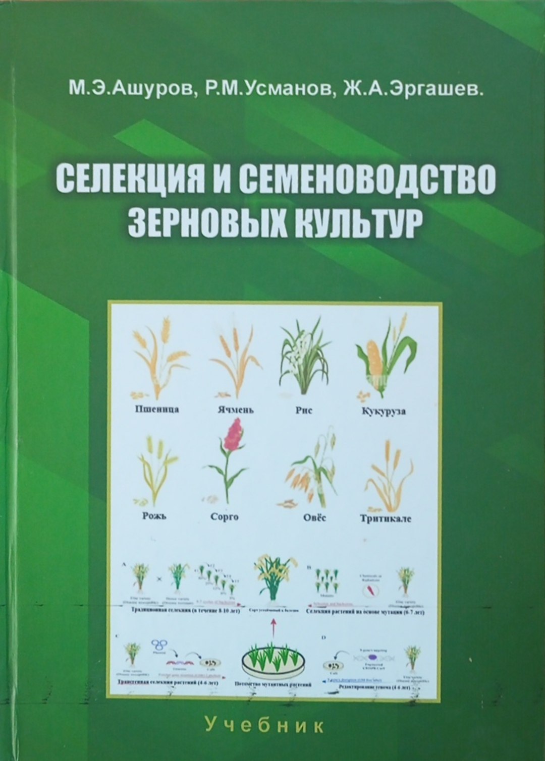 Селекция и семеноводство зерновых культур