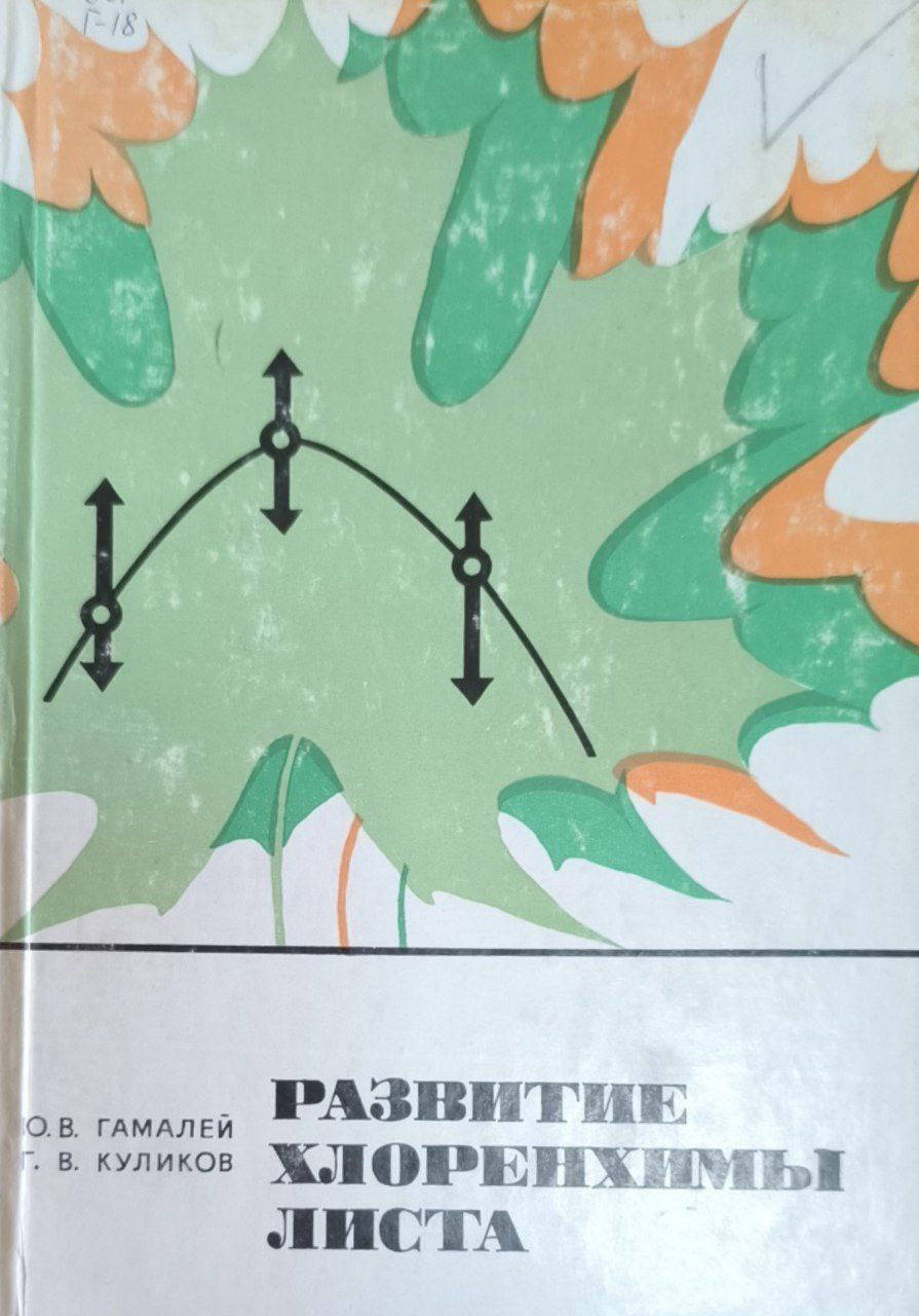 Развитие хлоренхимы листа