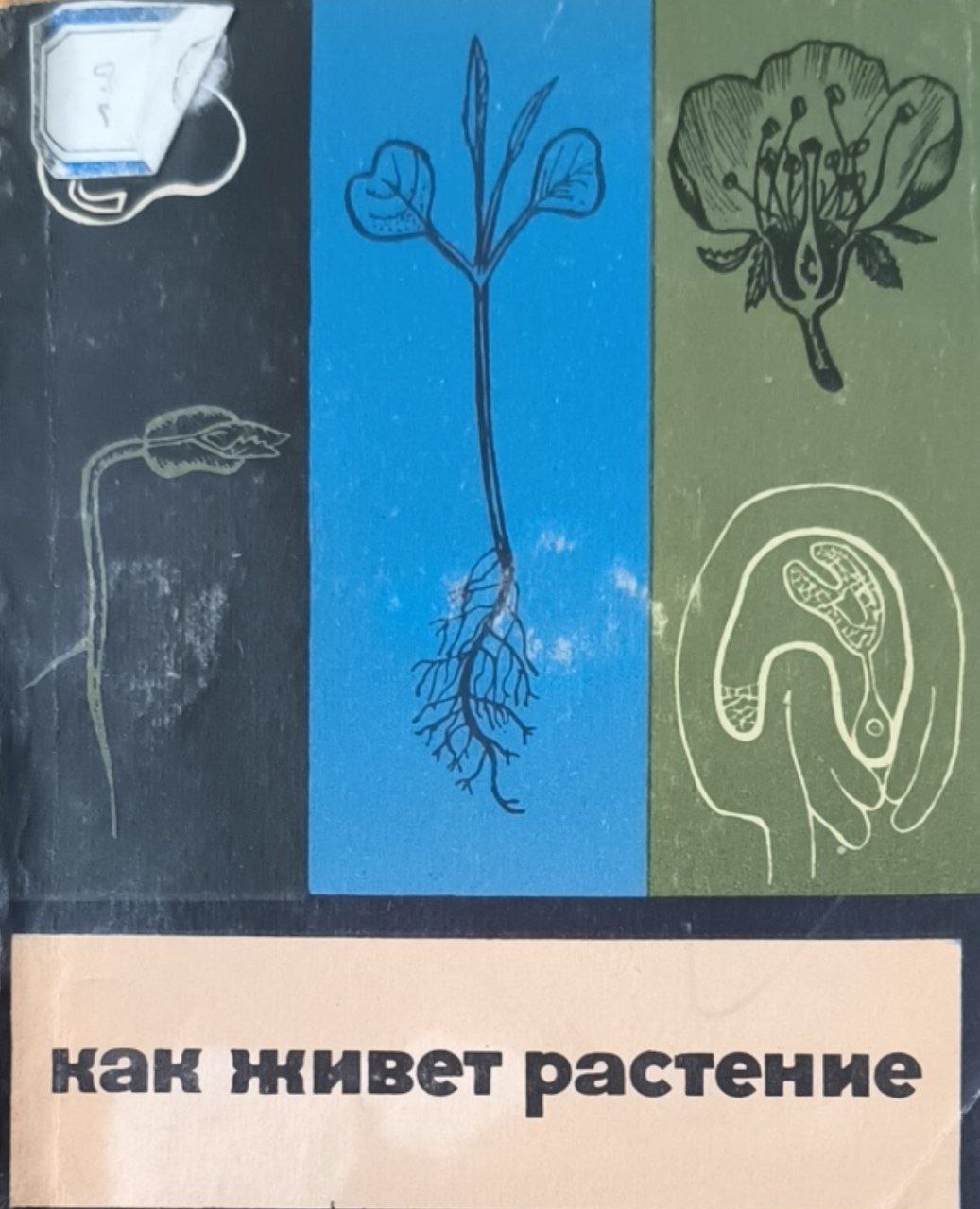 Как живет растение. 4-е изд.