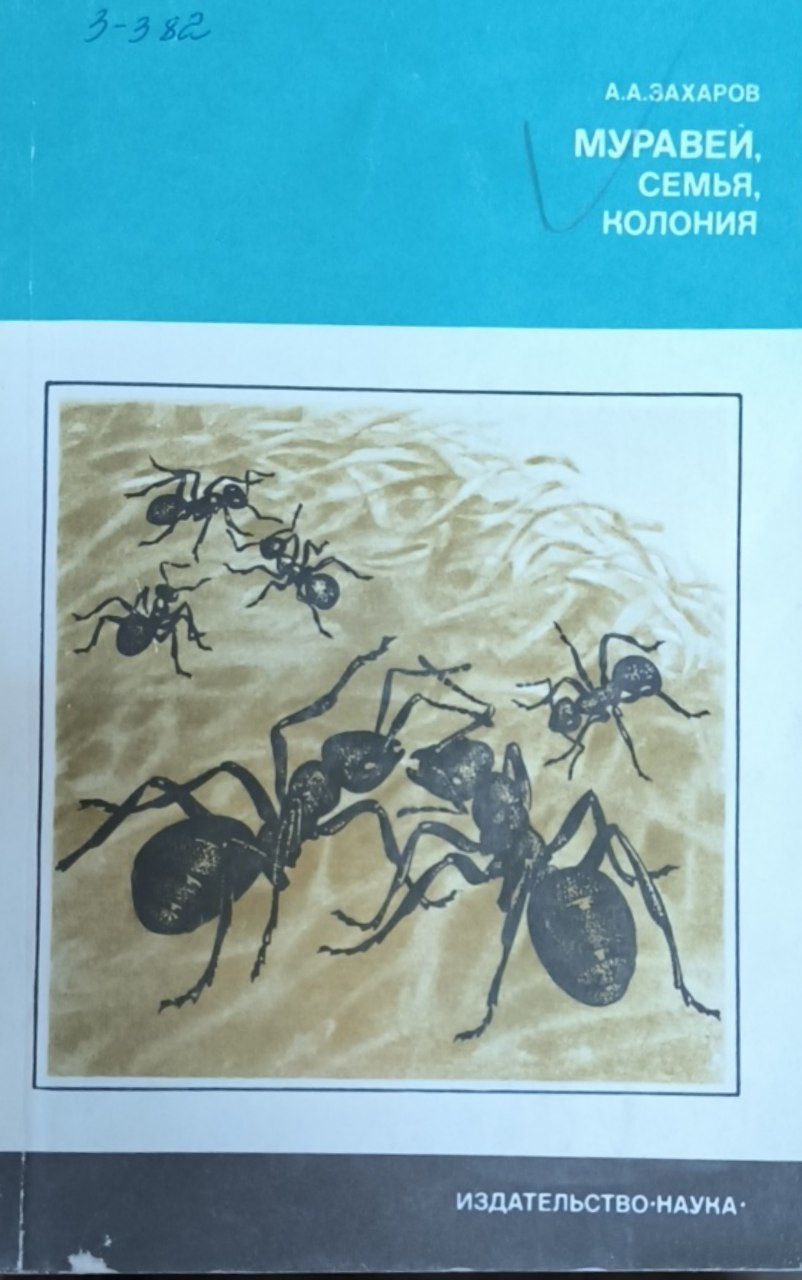 Муравей семья колония