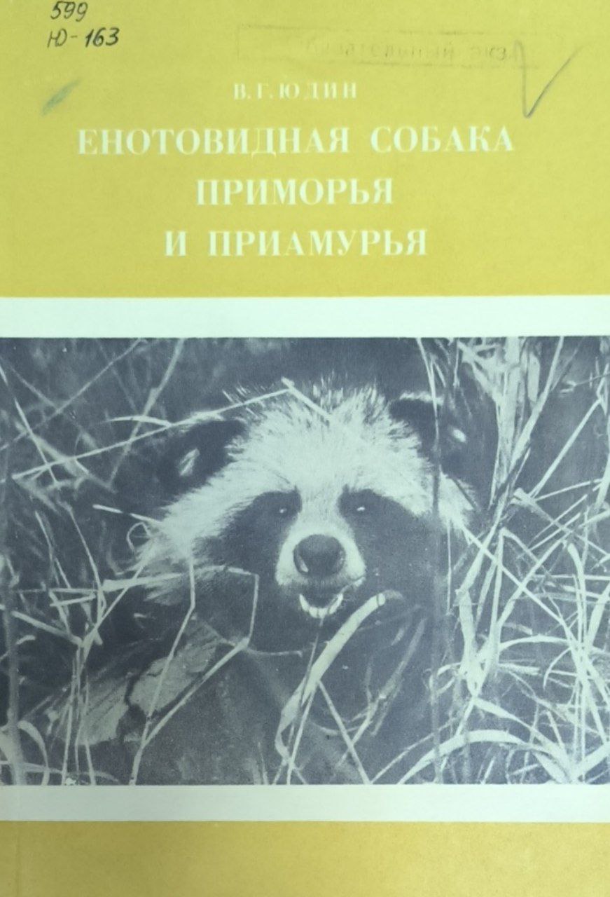 Енотовидная собака Приморья и Приамурья