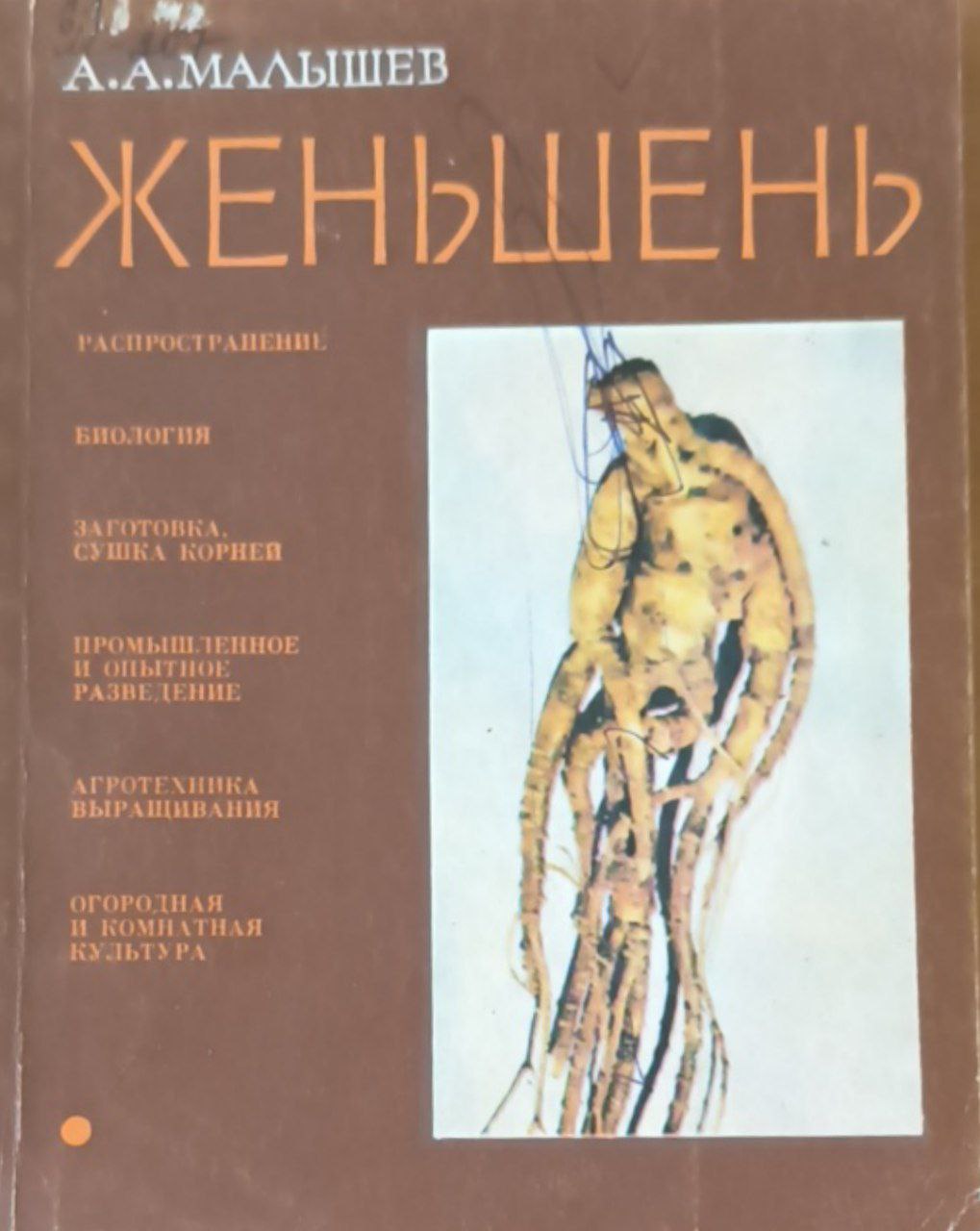 Женьшень (биология и разведения)