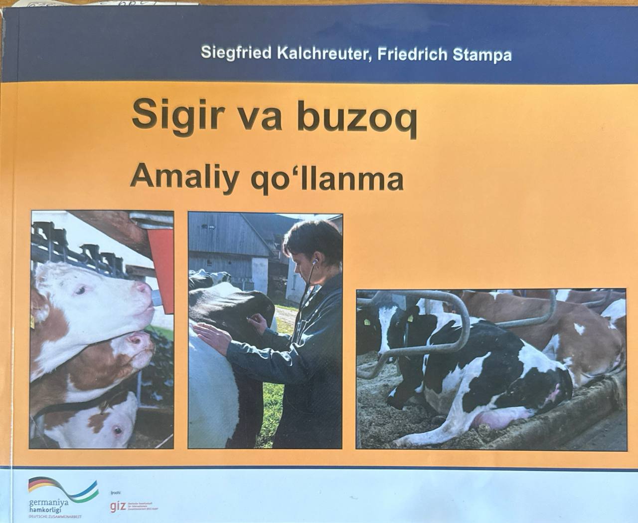 Sigir va buzoq