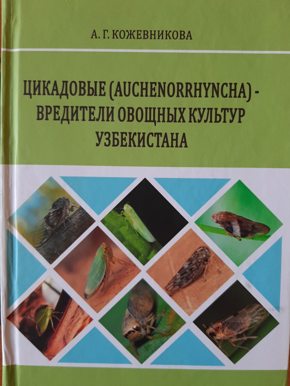 Цикадовые (Auchenorrhyncha)-вредители овощных культур Узбекистана